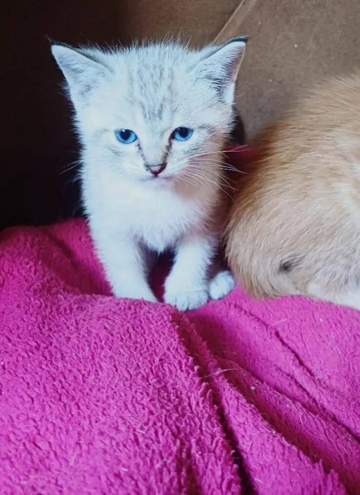 Gato ra a Siamês idade Abaixo de 2 meses nome Siames adocao 