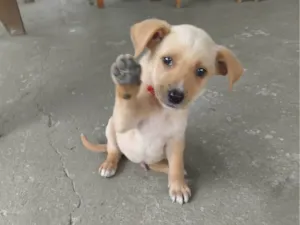 Cachorro raça SRD-ViraLata idade 2 a 6 meses nome Sem nome