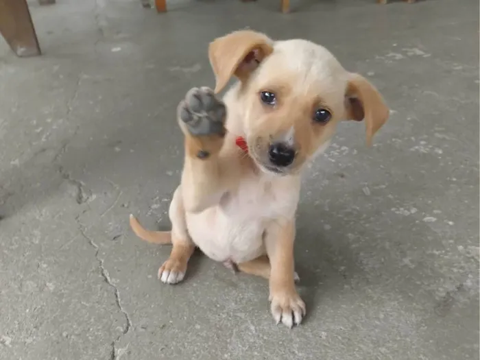 Cachorro ra a SRD-ViraLata idade 2 a 6 meses nome Sem nome