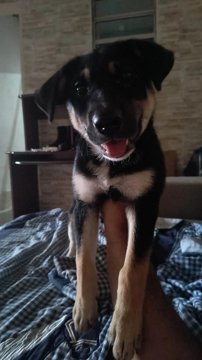 Cachorro ra a SRD-ViraLata idade 2 a 6 meses nome Apollo