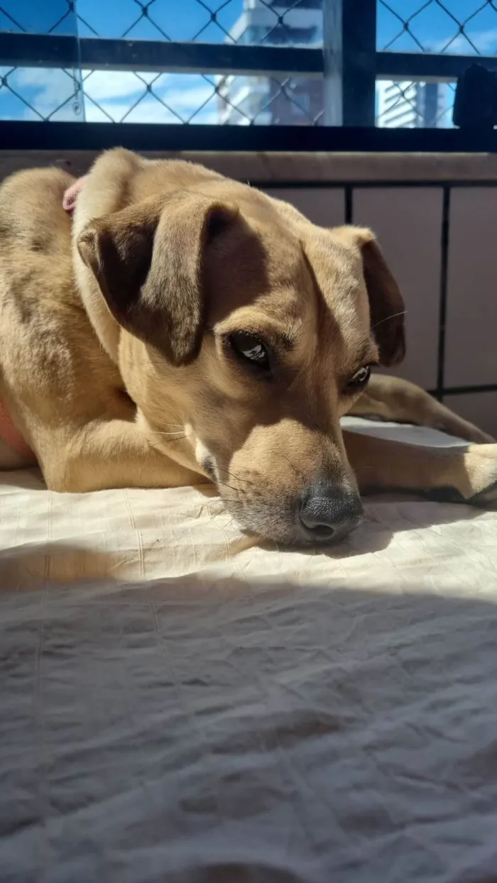 Cachorro ra a SRD-ViraLata idade 3 anos nome Sereia