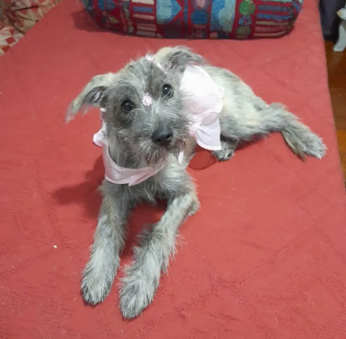 Cachorro ra a SRD-ViraLata idade 2 a 6 meses nome Polly