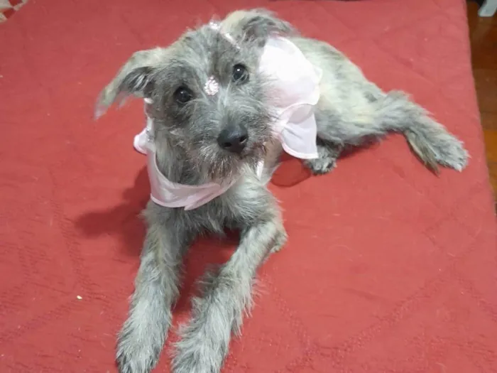 Cachorro ra a SRD-ViraLata idade 2 a 6 meses nome Polly