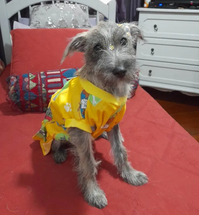 Cachorro ra a SRD-ViraLata idade 2 a 6 meses nome Polly