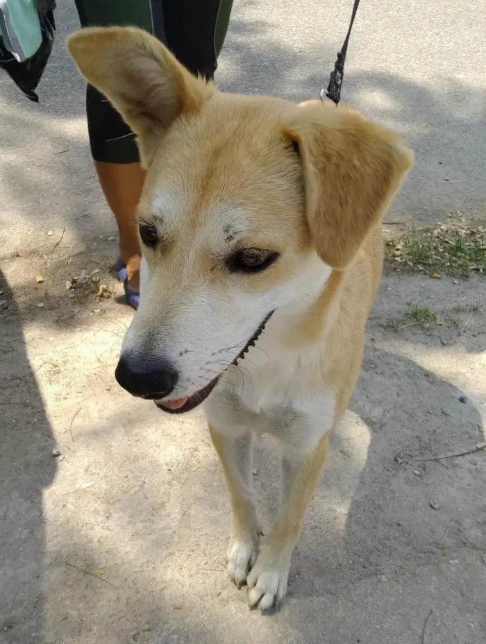 Cachorro ra a SRD-ViraLata idade 7 a 11 meses nome Estrela 