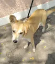 Estrela