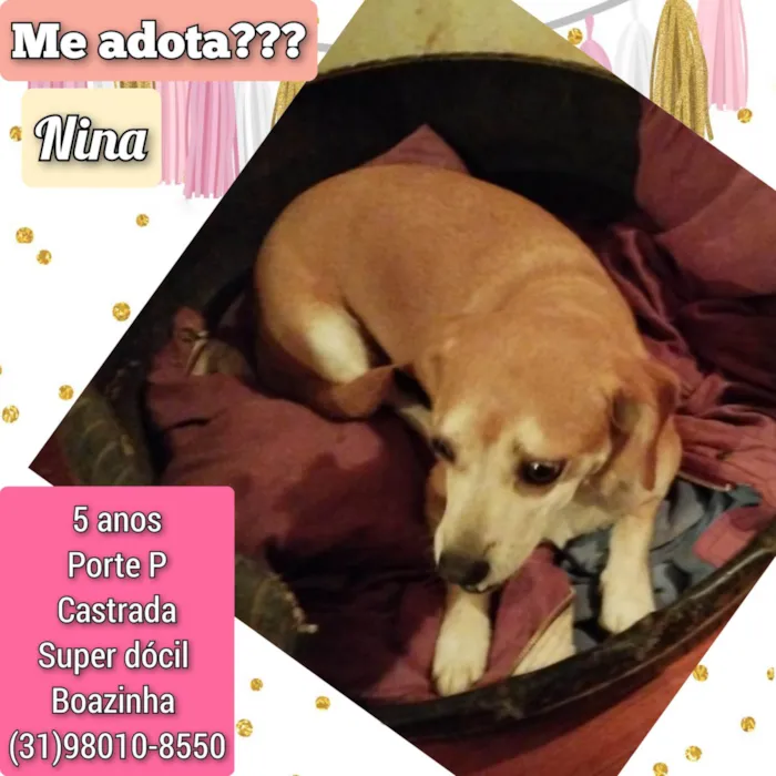 Cachorro ra a SRD-ViraLata idade 5 anos nome Nina