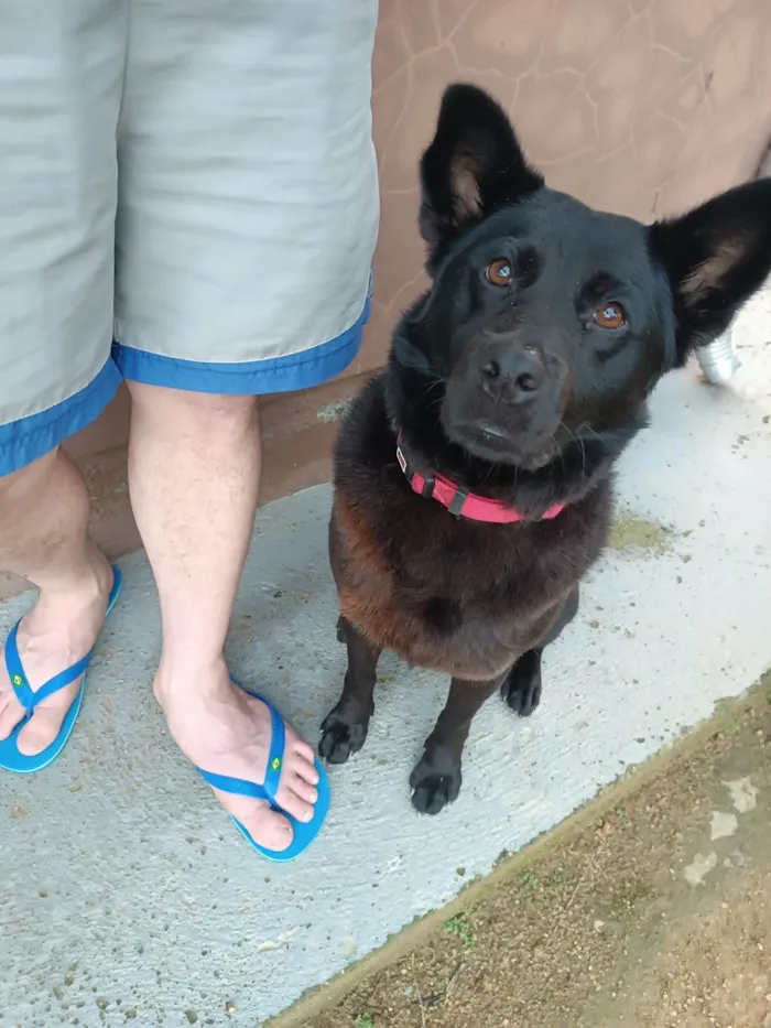 Cachorro ra a SRD-ViraLata idade 1 ano nome Toby