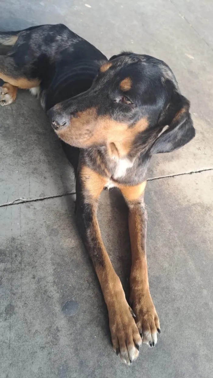 Cachorro ra a SRD-ViraLata idade 1 ano nome Rauf