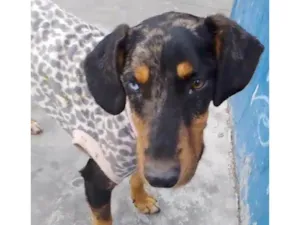 Cachorro raça SRD-ViraLata idade 1 ano nome Rauf