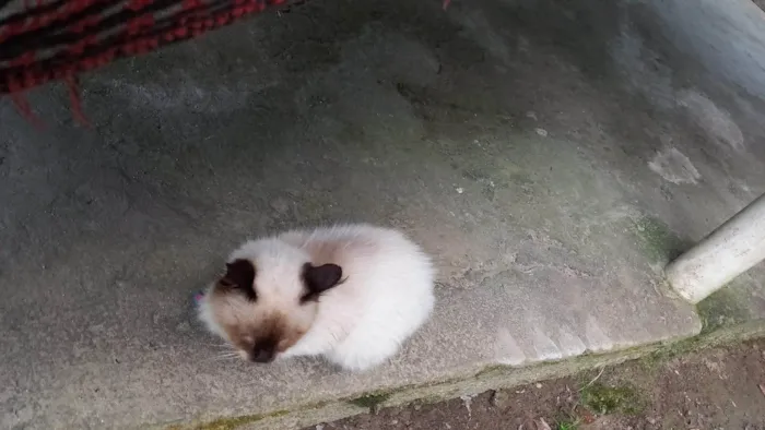 Gato ra a Siamês idade 2 a 6 meses nome Sun