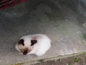 Gato raça Siamês idade 2 a 6 meses nome Sun