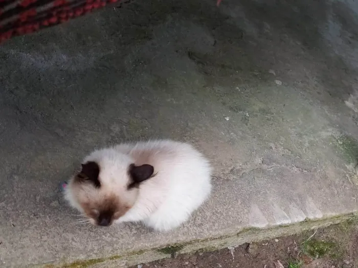 Gato ra a Siamês idade 2 a 6 meses nome Sun