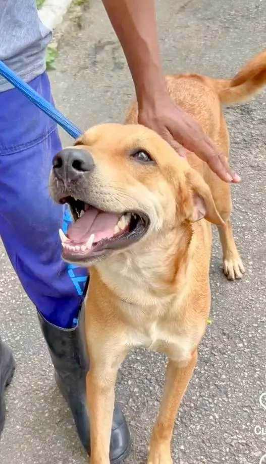 Cachorro ra a SRD-ViraLata idade 1 ano nome Buzz