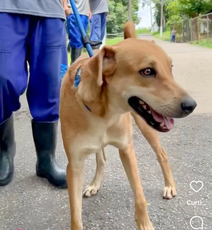 Cachorro ra a SRD-ViraLata idade 1 ano nome Buzz