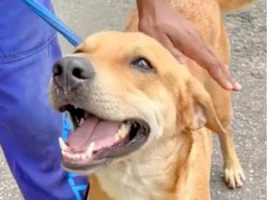 Cachorro raça SRD-ViraLata idade 1 ano nome Buzz