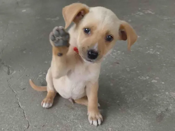 Cachorro ra a SRD-ViraLata idade 2 a 6 meses nome Chamo de estrela encontrei dentro de um saco no lixo