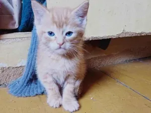 Gato raça SRD-ViraLata idade Abaixo de 2 meses nome Bebê laranja adocao