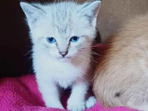 Gato raça Siamês idade Abaixo de 2 meses nome Siames adocao 