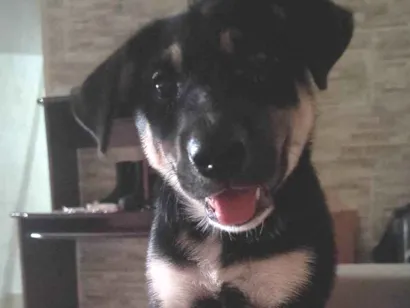 Cachorro raça SRD-ViraLata idade 2 a 6 meses nome Apollo