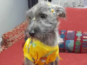 Cachorro raça SRD-ViraLata idade 2 a 6 meses nome Polly