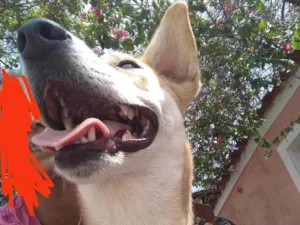 Cachorro raça SRD-ViraLata idade 7 a 11 meses nome Estrela 