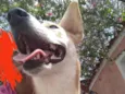Estrela