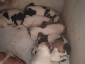 Cachorro raça SRD-ViraLata idade Abaixo de 2 meses nome Sem nomes 