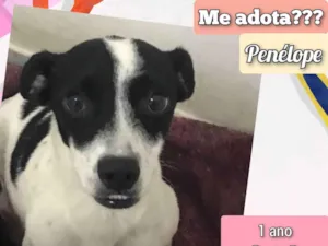 Cachorro raça SRD-ViraLata idade 1 ano nome Penélope 