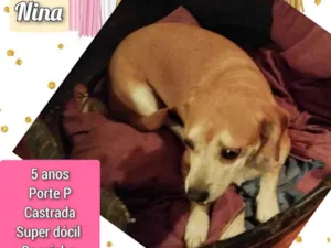 Cachorro raça SRD-ViraLata idade 5 anos nome Nina