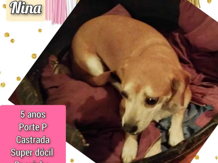 Cachorro ra a SRD-ViraLata idade 5 anos nome Nina