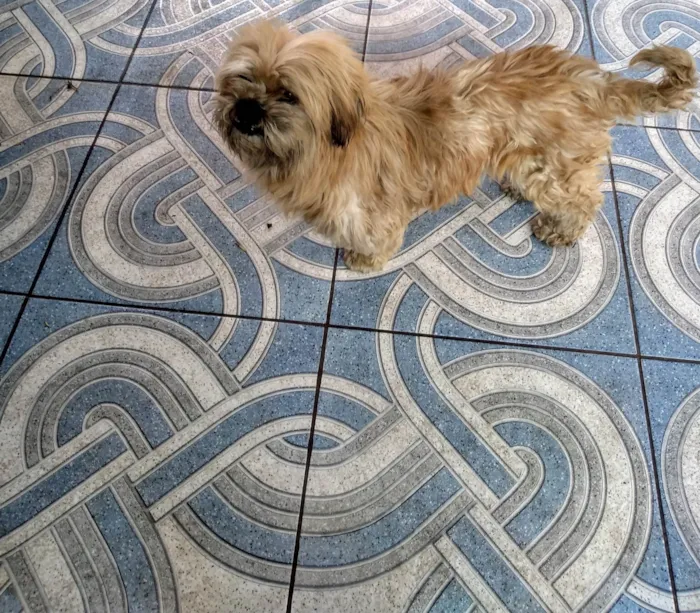 Cachorro ra a Shitzu idade 3 anos nome Escob 