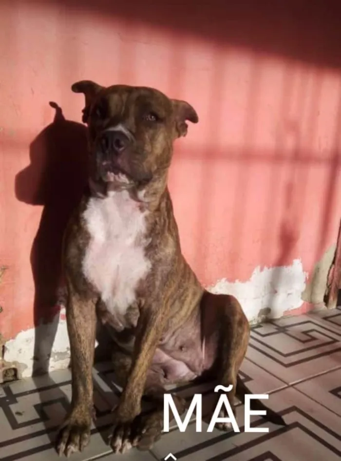 Cachorro ra a Pit-Bull idade 2 anos nome Dandara e Jason