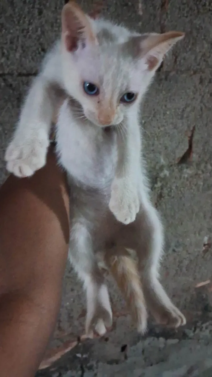 Gato ra a SRD-ViraLata idade 2 a 6 meses nome Não escolhi