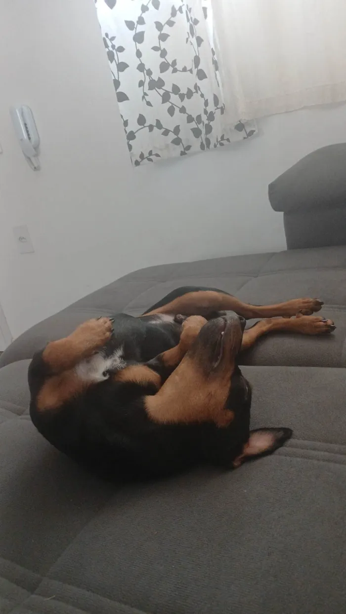 Cachorro ra a Pinscher idade 7 a 11 meses nome Romeu