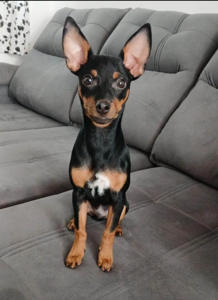 Cachorro ra a Pinscher idade 7 a 11 meses nome Romeu