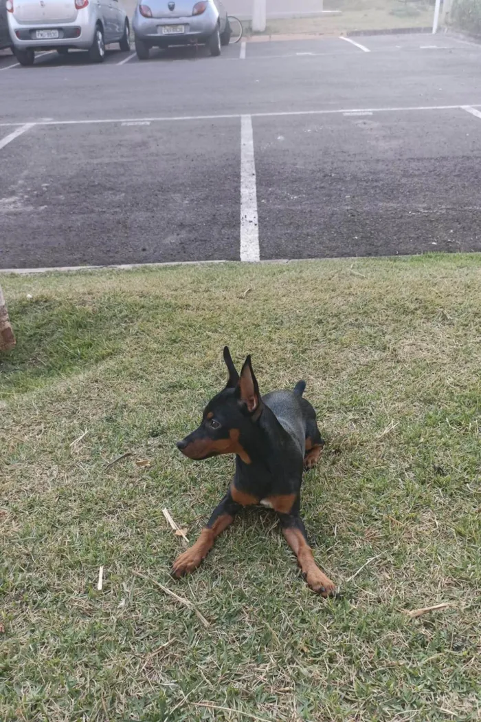 Cachorro ra a Pinscher idade 7 a 11 meses nome Romeu