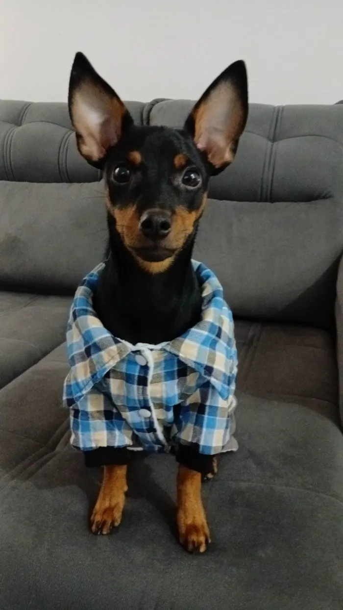 Cachorro ra a Pinscher idade 7 a 11 meses nome Romeu