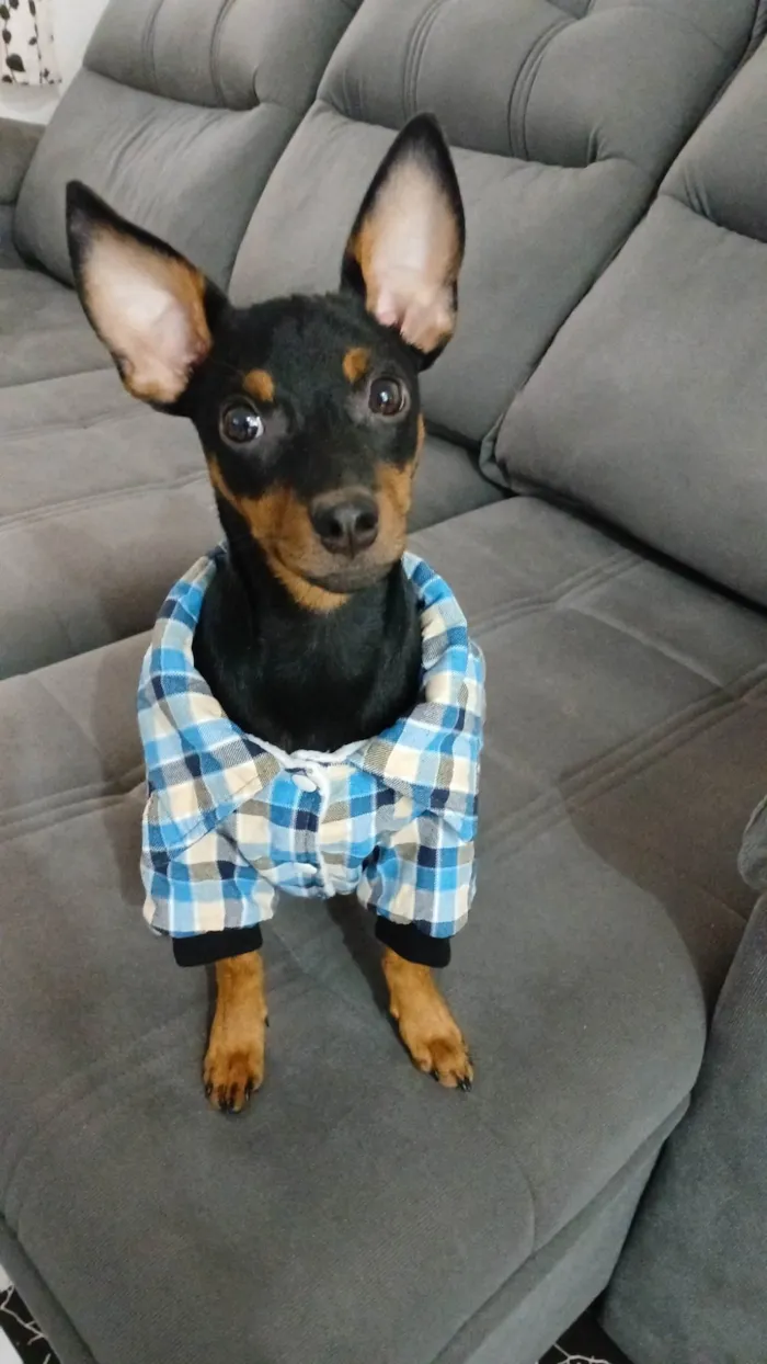 Cachorro ra a Pinscher idade 7 a 11 meses nome Romeu