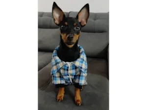 Cachorro raça Pinscher idade 7 a 11 meses nome Romeu