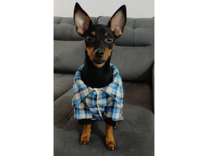 Cachorro ra a Pinscher idade 7 a 11 meses nome Romeu