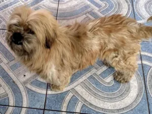 Cachorro raça Shitzu idade 3 anos nome Escob 