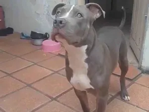 Cachorro raça Pit-Bull idade 2 anos nome Dandara e Jason