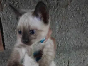 Gato raça SRD-ViraLata idade 2 a 6 meses nome Não escolhi