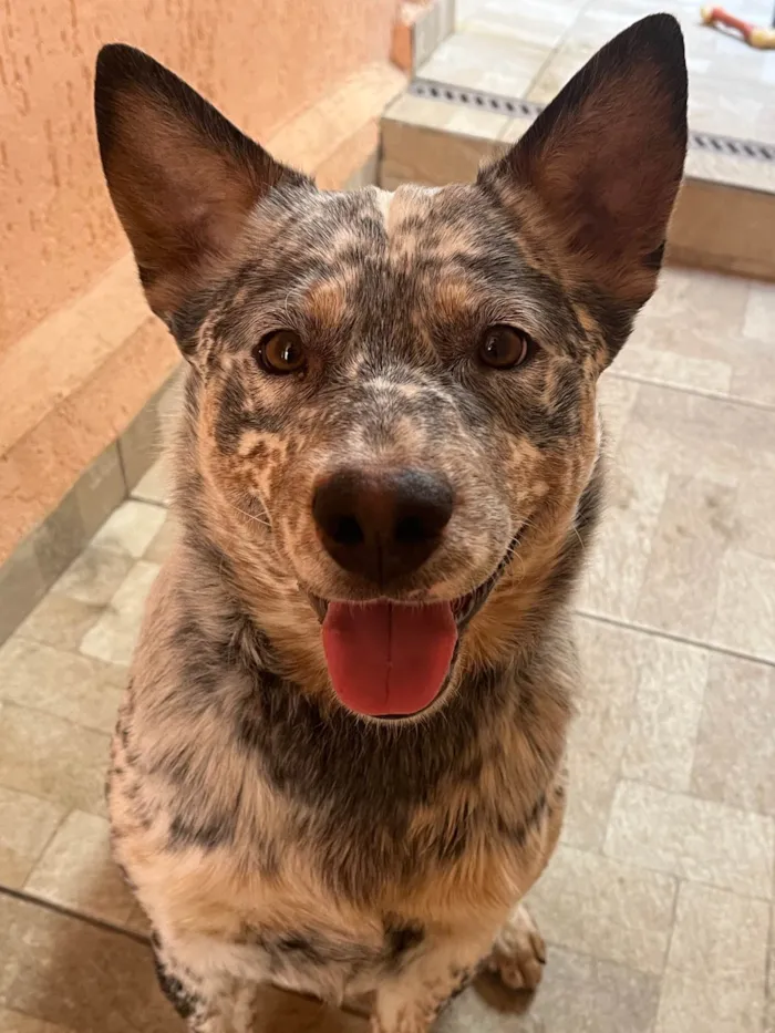 Cachorro ra a SRD-ViraLata idade 1 ano nome Fumaça