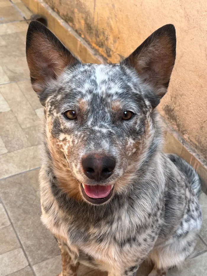 Cachorro ra a SRD-ViraLata idade 1 ano nome Fumaça