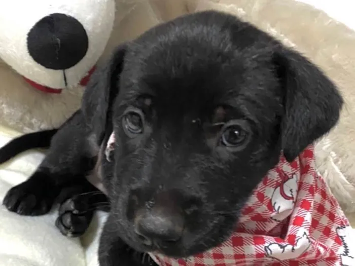 Cachorro ra a Mestica  idade Abaixo de 2 meses nome Cristal 