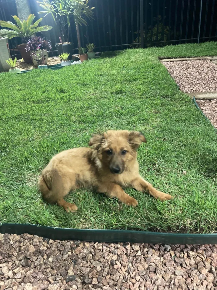 Cachorro ra a SRD-ViraLata idade 1 ano nome Perdido no bairro floresta EV