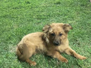 Cachorro raça SRD-ViraLata idade 1 ano nome Perdido no bairro floresta EV