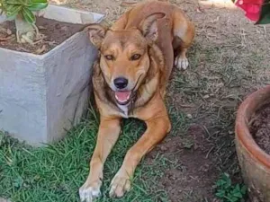 Cachorro raça SRD-ViraLata idade 4 anos nome Marley 